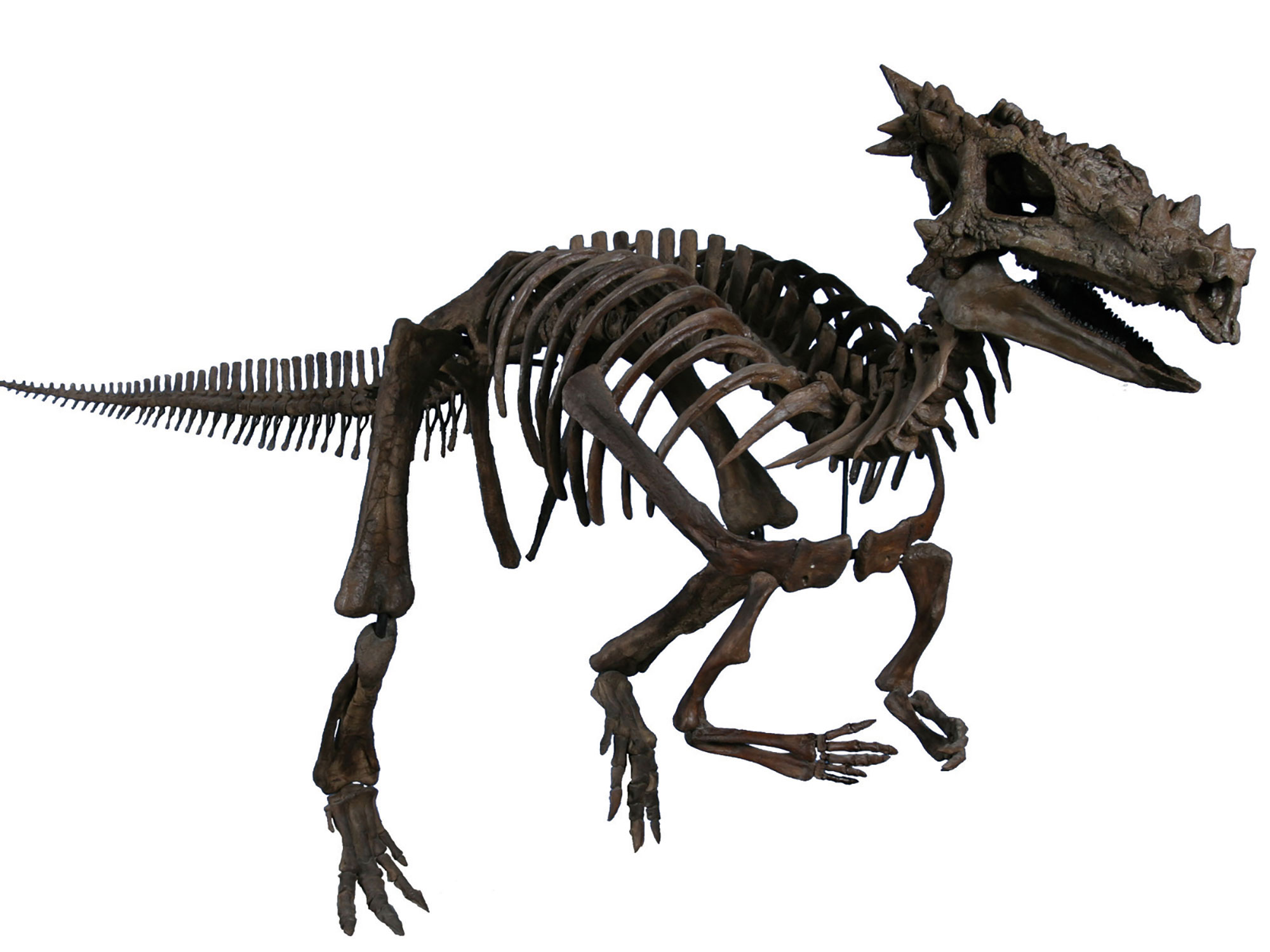 Dracorex hogwartsia fossil.